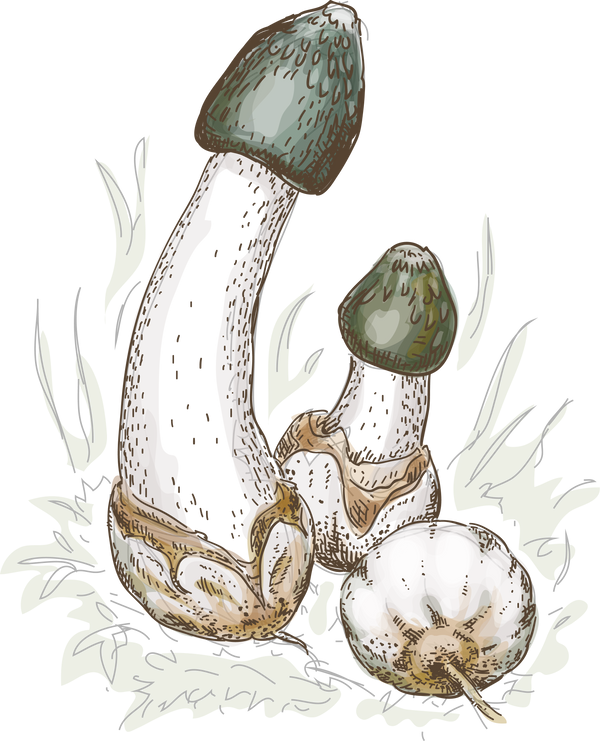 Impudicus